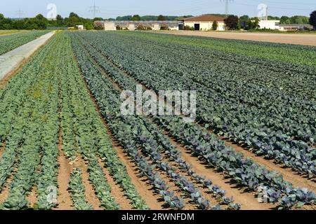 Landschaftsansicht eines frisch wachsenden Kohlfeldes. Farmgebäude in der Ferne. Stockfoto