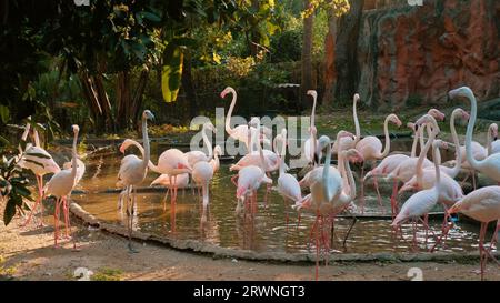 Anmutige Pink Caribbean Flamingos stehen in einem Teich im Thailand Open Zoo Park. Stockfoto