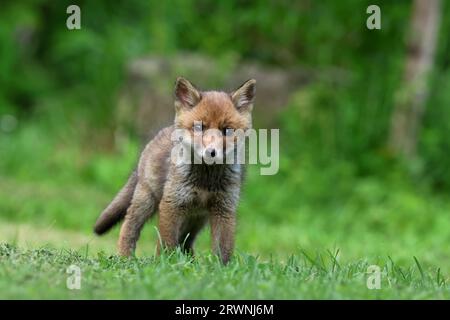 Red Fox cubs Stockfoto