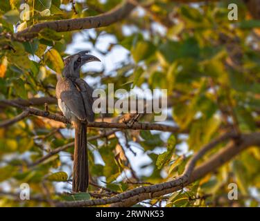 Grauer Hornschnabel, der auf einem Baum ruht Stockfoto