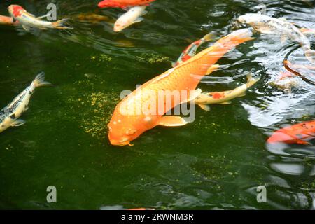 Koi im Fischteich Stockfoto