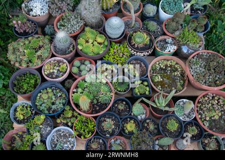 Verschiedene Arten schöne Kakteen zum Verkauf in Kaktusfarm. Oberes Bild. Stockfoto