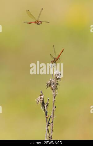 Gemeiner Darter Sympetrum striolatum, 2 Erwachsene Männchen, 1 fliegen über einem anderen auf der Pflanze, Suffolk, England, September Stockfoto