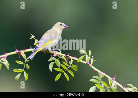 Europäischer Grünfink Carduelis chloris, juveniler Rüde auf der Hundesrose Rosa canina, Stamm, Suffolk, England, September Stockfoto