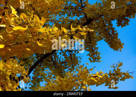 Zweige und gelbe Blätter des Ginkgo biloba, mit blauem Himmel im Hintergrund, ein Baum aus China mit Verwendung in der traditionellen chinesischen Medizin Stockfoto