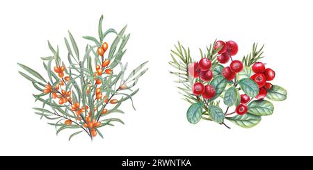 Set aus Reifen Herbstbeeren und Fichtenzweig. Saftige rote Cranberries, orange Sanddorn, grüne Blätter. Aquarellzeichnung für Grußansagen Stockfoto