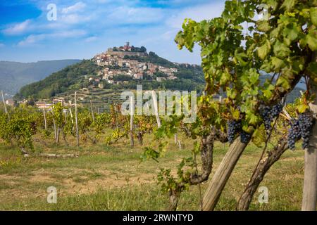 Das kroatische Bergdorf Motovun, ein Weinberg davor. Region Istrien. Stockfoto