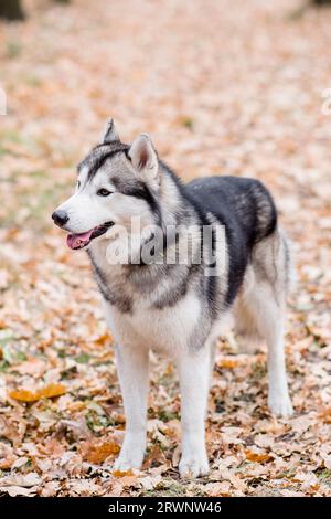 Vertikales Porträt eines Huskys im Herbstwald. Der Hund steht mit ausgestreckter Zunge, macht eine Pause von einem Spaziergang und will Wasser. Trave Stockfoto