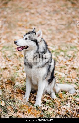 Vertikales Porträt eines Huskys im Herbstwald. Der Hund sitzt mit ausgestreckter Zunge, macht eine Pause von einem Spaziergang und will Wasser. Reisen Stockfoto