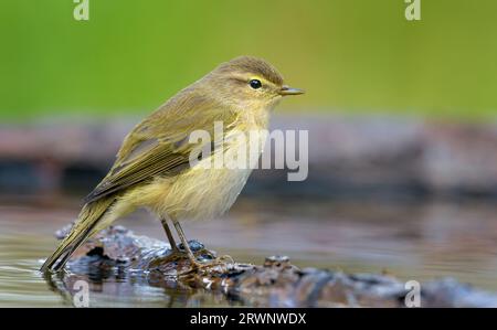 Gewöhnliche Speckspäne (Phylloscopus collybita), die vor dem Bad während der Herbstwanderung ruhig im Tiefwasserteich aussieht Stockfoto