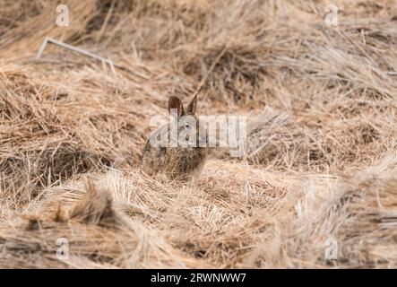 Ein weidendes Paramo-Säugetier, ein Andentapeti (Sylvilagus andinus) Stockfoto