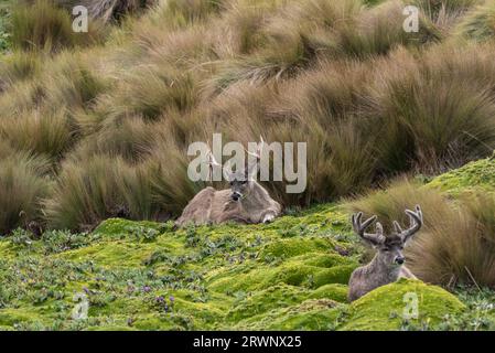 Rast-Weißschwanzhirsch (Odocoileus virgianus) im Paramo (Almgrasland) im Antisana NP, Ecuador Stockfoto