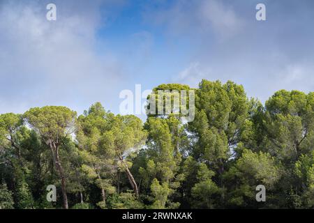 Landschaftsblick auf mediterrane pinus pinea aka Zirbe, Regenschirmkiefer oder Schirmkiefer bei Sonnenlicht vor blauem Himmel mit Wolken Stockfoto