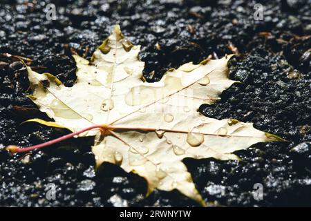 Gefallenes Ahornblatt liegt auf Asphalt bei Herbstregen Stockfoto
