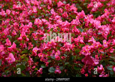 Blühende Eisbegonien bei Sommerwetter Stockfoto