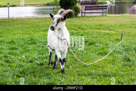 Gehörnte Ziege auf grünem Gras im Frühherbst. Stockfoto