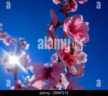 Die Blüte der Mandelbäume in der Region Cieza Stockfoto