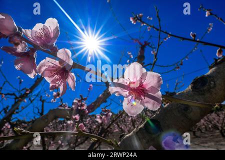 Die Blüte der Mandelbäume in der Region Cieza Stockfoto