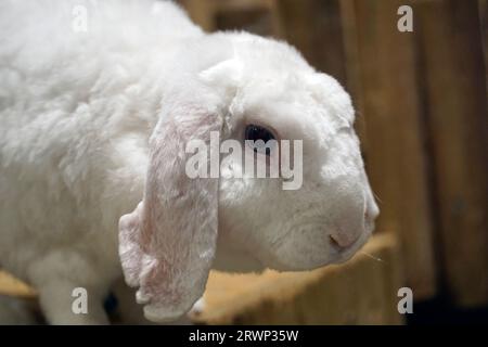 Einzelnes kurzhaariges weißes Kaninchen - Nahaufnahme auf dem Kopf Stockfoto