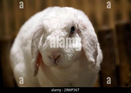 Einzelnes kurzhaariges weißes Kaninchen - Nahaufnahme auf dem Kopf Stockfoto