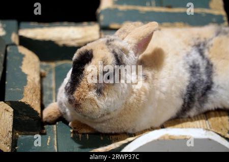 Ein einzelnes kurzhaariges braunes und weißes Meerschweinchen Stockfoto