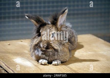 Ein einzelnes kurzhaariges braunes Kaninchen, das auf einem Boden liegt Stockfoto