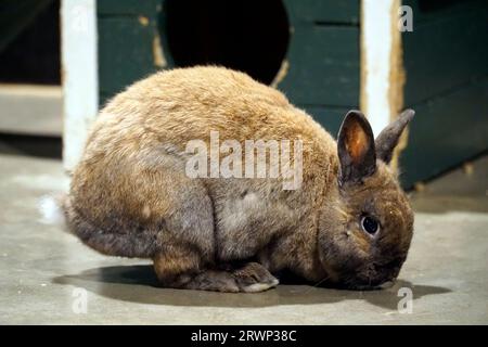 Ein einzelnes kurzhaariges braunes und weißes Meerschweinchen Stockfoto