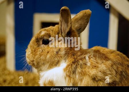 Ein einzelnes kurzhaariges braunes und weißes Kaninchen Stockfoto