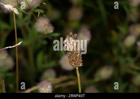 Carpocoris purpureipennis Familie Pentatomidae Gattung Carpocoris Schwarzschulterschildbug Nymphe wilde Natur Insektentapete, Fotografie, Bild Stockfoto