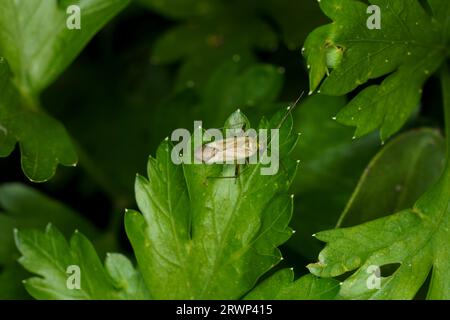 Adelphocoris lineolatus Familie Miridae Gattung Adelphocoris Alfalfa Pflanzenkäfer Luzerner Käfer wilde Natur Insektenfotografie, Bild, Tapete Stockfoto