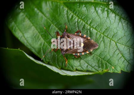 Pinthaeus sanguinipes Familie Pentatomidae Gattung Pinthaeus stinkwanze wilde Natur Insektenfotografie, Bild, Tapete Stockfoto