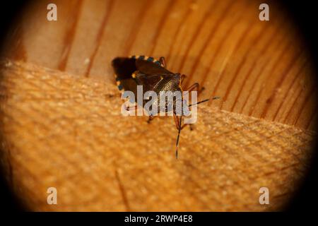 Pinthaeus sanguinipes Familie Pentatomidae Gattung Pinthaeus stinkwanze wilde Natur Insektenfotografie, Bild, Tapete Stockfoto