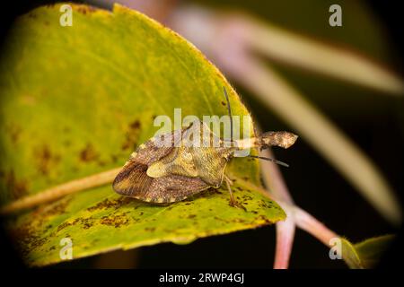 Carpocoris purpureipennis Familie Pentatomidae Gattung Carpocoris Schwarzschulterschildkäfer wilde Natur Insektentapete, Fotografie, Bild Stockfoto