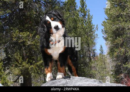 Berner Sennenhund, der mit blauem Himmel auf Felsen im Wald steht. Kopfneigung. Stockfoto