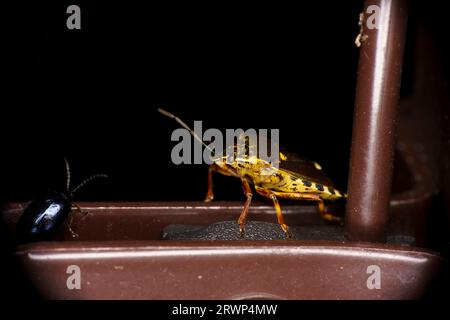 Pinthaeus sanguinipes Familie Pentatomidae Gattung Pinthaeus stinkwanze wilde Natur Insektenfotografie, Bild, Tapete Stockfoto