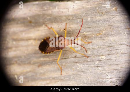 Gonocerus acuteangulatus Familie Coreidae Gattung Gonocerus Kastenwanze wilde Natur Insektentapete, Bild, Fotografie Stockfoto