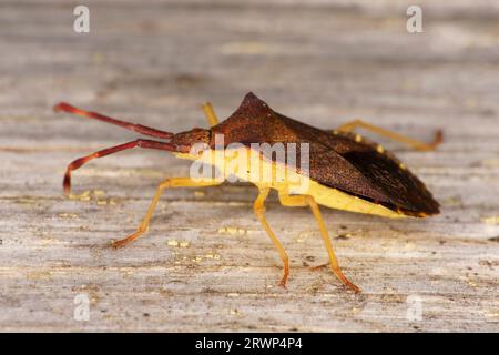 Gonocerus acuteangulatus Familie Coreidae Gattung Gonocerus Kastenwanze wilde Natur Insektentapete, Bild, Fotografie Stockfoto