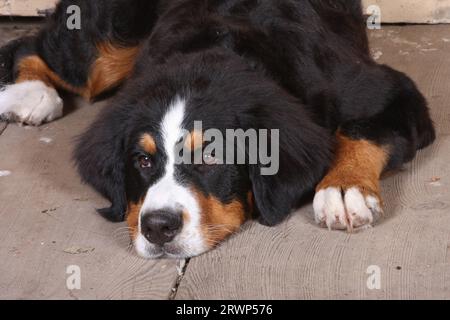 Berner Sennenhund liegend mit Kopf nach unten auf der Veranda mit alten Holzböden mit Scheunentüren im Hintergrund. Stockfoto