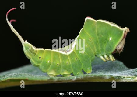 Seitenansicht einer grünen Puss Moth raupe mit einer Heckgabel mit zwei langen Spitzen mit roten ausziehbaren Flaggen, schwarzer Hintergrund (Cerura vinula) Stockfoto