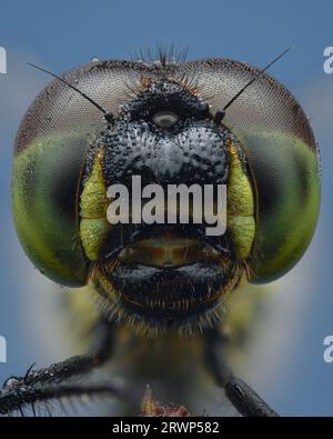 Portrait einer Drachenfliege mit schwarzem Gesicht und zweifarbigen Augen mit grünem und braunem, blauem Hintergrund (Schwarzer Darter oder Schwarzer Meadowhawk, Sympetrum danae) Stockfoto