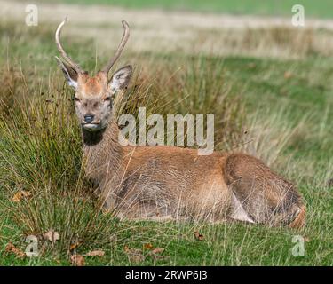 Rotwild Junge Männliche Stockfoto