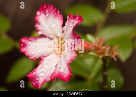 Adenium Obesum Bushman's Poison oder Desert Rose mit Wassertropfen Stockfoto