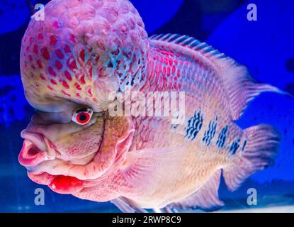 Flowerhorn-Buntbarsch-Süßwasserfisch mit Dornflossen Stockfoto