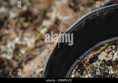 Kleine Insektengras-ähnliche Mantis am Rucksackriemen. Stockfoto