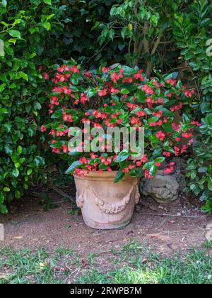 Rote Begonien in einem Topf im Garten gepflanzt Stockfoto