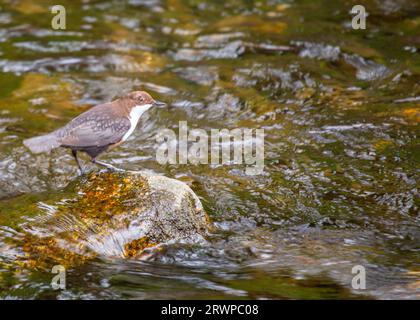 Der White-Throated Dipper, Cinclus cinclus, ein Juwel am Fluss, wurde auf Dublins malerischem Dodder River fotografiert. Stockfoto