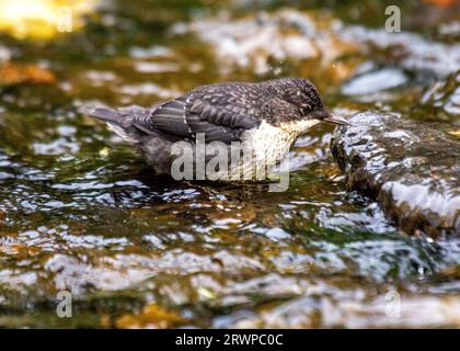 Der White-Throated Dipper, Cinclus cinclus, ein Juwel am Fluss, wurde auf Dublins malerischem Dodder River fotografiert. Stockfoto