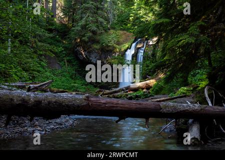 Der Iron Creek stürzt über die Iron Creek Falls im Gifford Pinchot National Forest in der Nähe von Mt. St. Helens Stockfoto