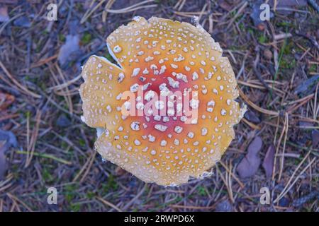 Pfirsichfarbenes Fliegenagar (Amanita persicina) oder amerikanisches Gelbfliegenagar (Amanita muscaria var. Guessowii) im grünen Gras. Stockfoto