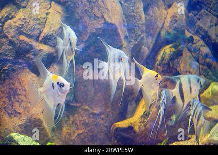Engelsfische oder Pterophyllum scalare im Süßwasseraquarium zu Hause. Eine Herde tropischer Fische in einem Aquarium. Stockfoto